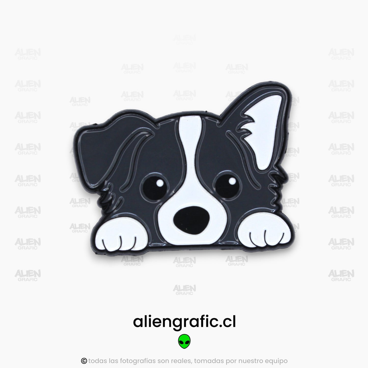 Border Collie 1