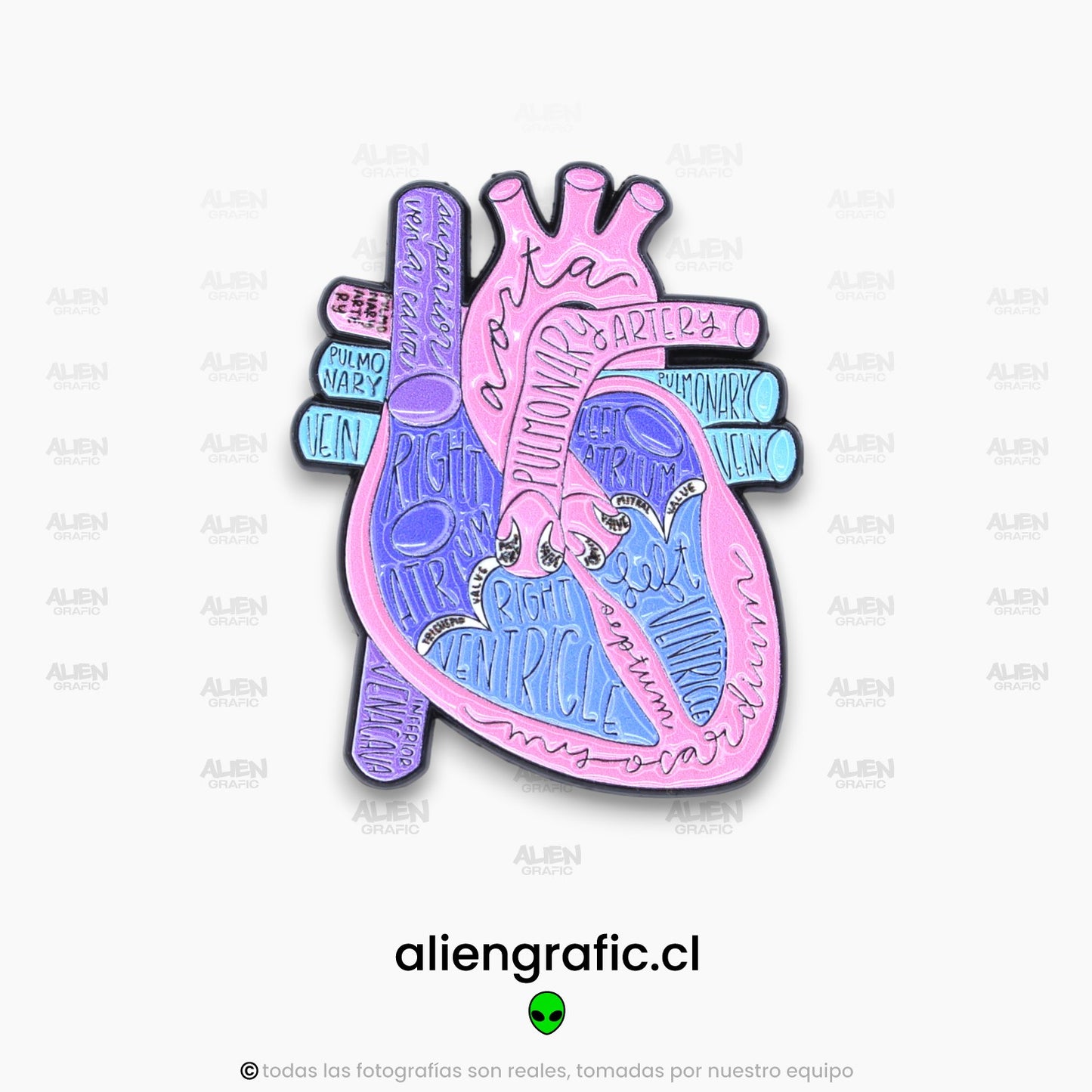 Anatomía Corazón