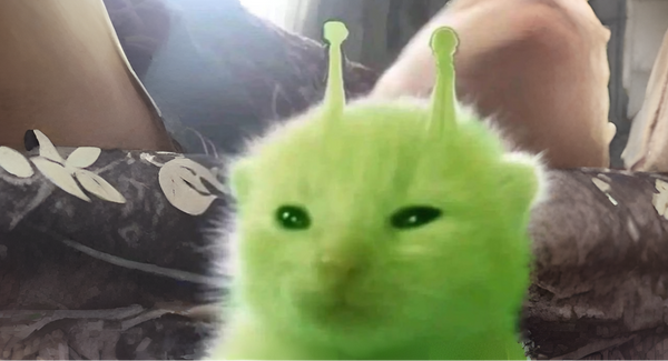 Gatos