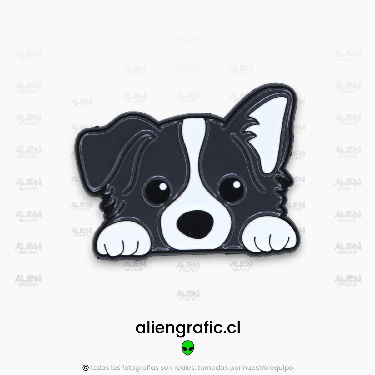 Border Collie