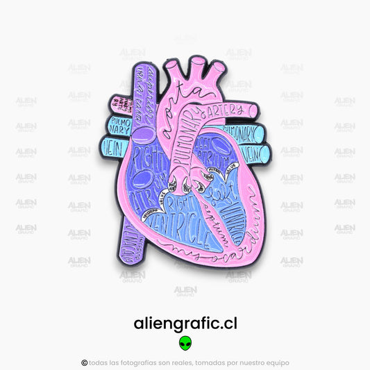 Anatomía Corazón